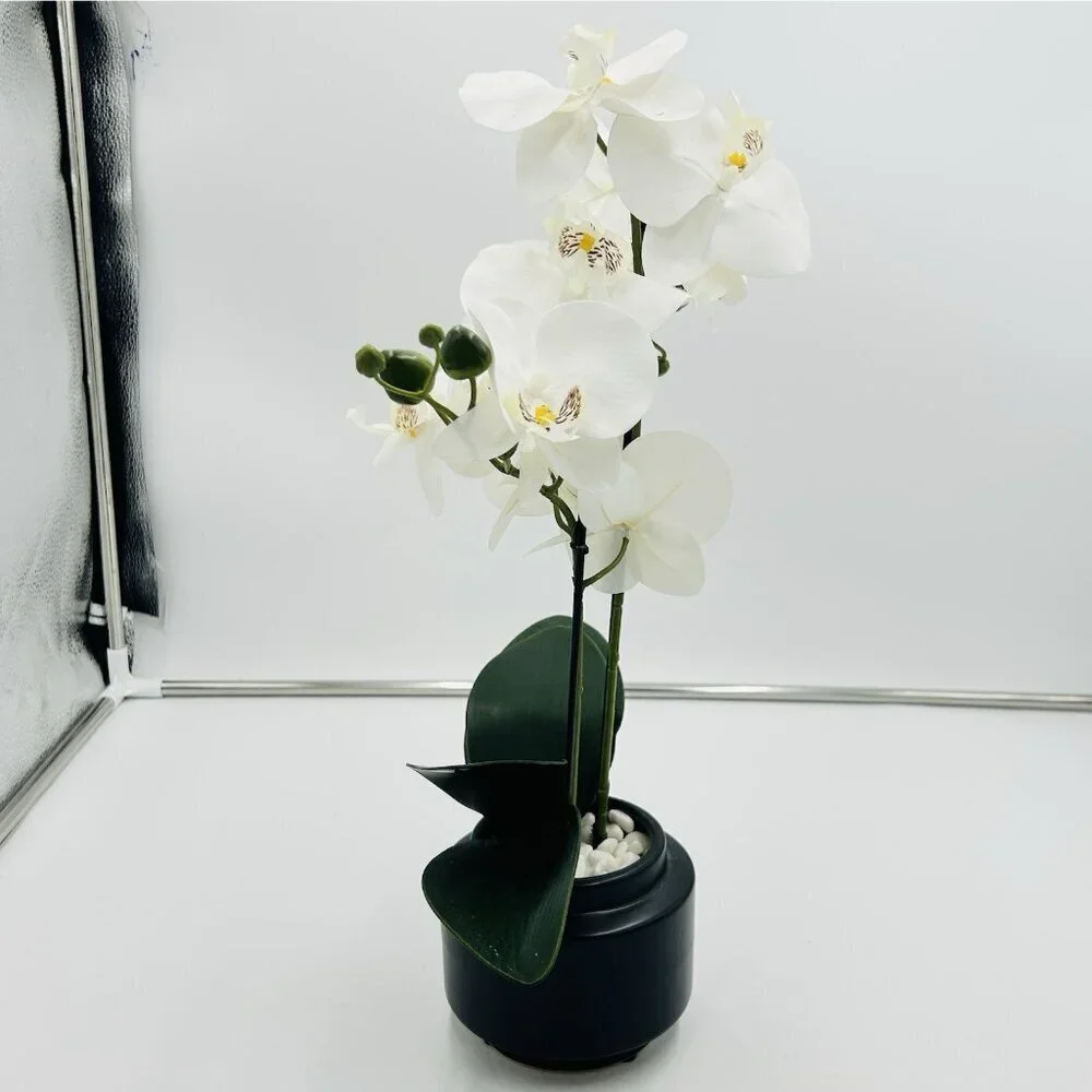 White Phalaenopsis 19